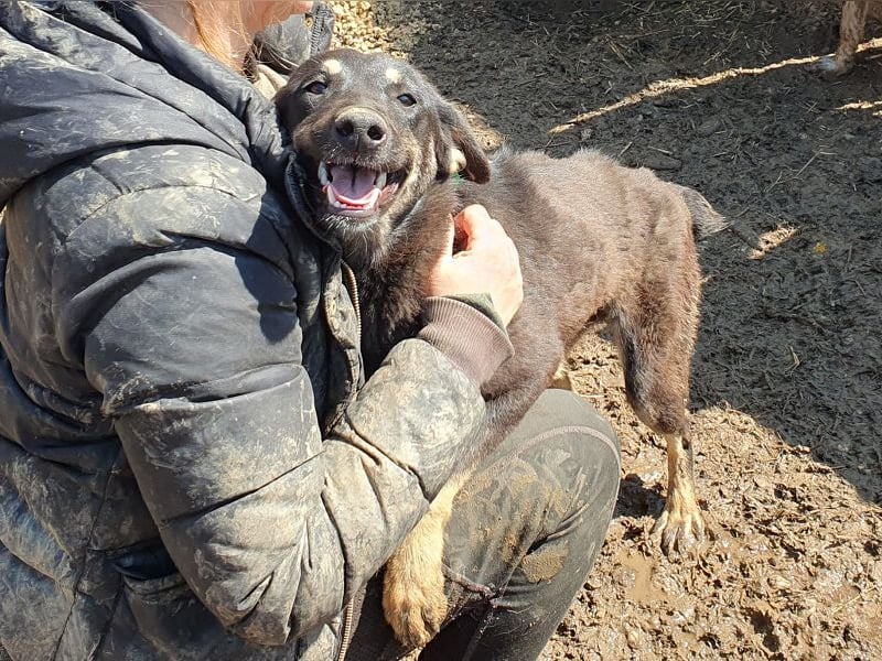 ♥SAFARI♥ sehr menschenbezogener, verschmuster Schatz,der so gar nichts im Tierheim verloren hat 49cm