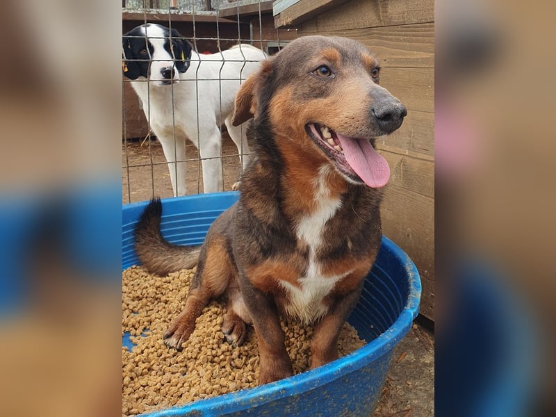 ♥IVO♥ kleiner, dackelähnlicher, sehr menschenbezogener und verschmuster Freund für's Leben 42 cm