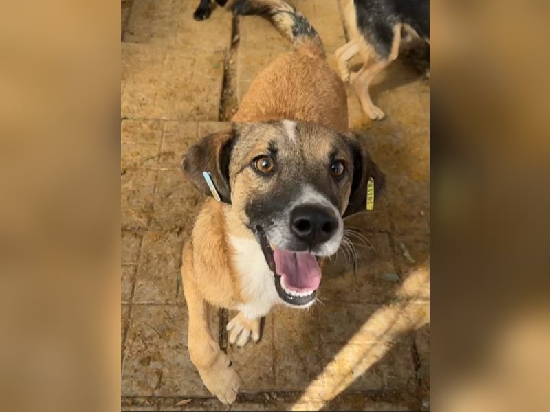 ♥NICO♥ verschmuster, sehr menschenbezogener, aufgeschlossener hübscher Rüde 47 cm