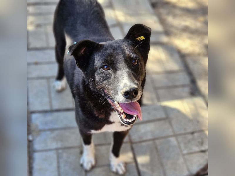 ♥ACHIM♥ absolut lieber, verschmuster Rüde, der schon 2 Jahre im Tierheim wartet 48 cm