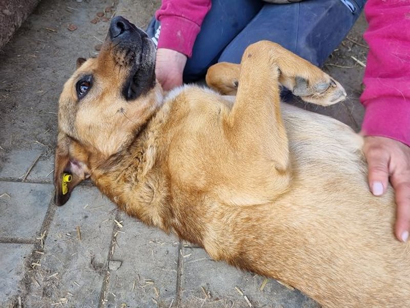 ♥FABIO♥ wunderschöner, aufgeweckter, ganz menschenbezogener Jungspund 49 cm