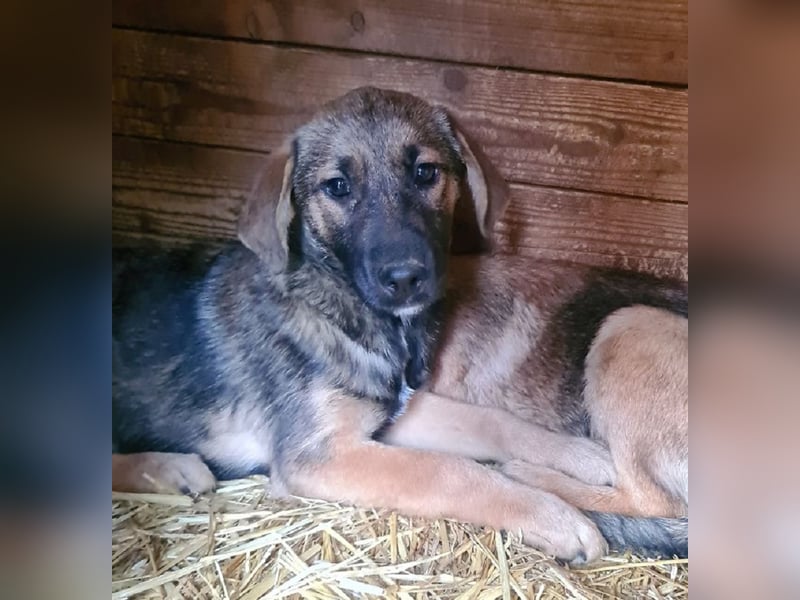 ♥MARIOLA♥ zuckersüße, liebe, noch etwas unsichere Hündin 46 cm