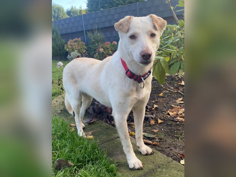 ♥MALEEN♥ auf Pflegestelle bei Duisburg - bildhübsche, süße, sanfte Hündin 47 cm