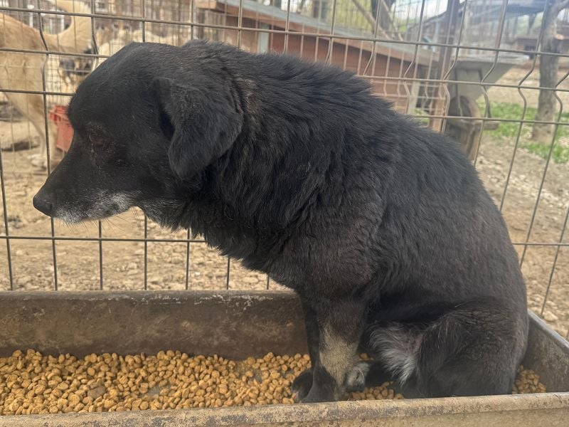 ♥TRUDI♥ süße, ruhige, zurückhaltende Hündin,die nicht auffallen will,um keine Probleme zu haben 47cm