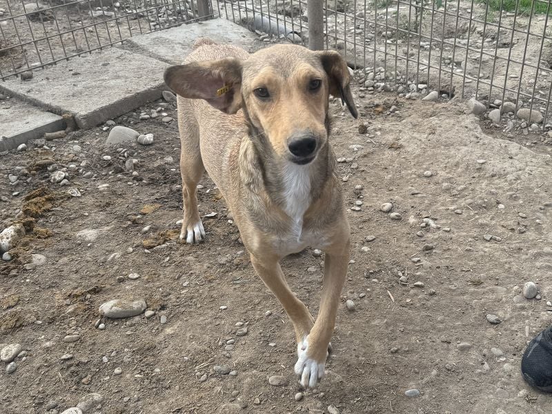 ♥QUERIDO♥ wunderschöner, zarter, etwas zurückhaltender Schatz 49 cm