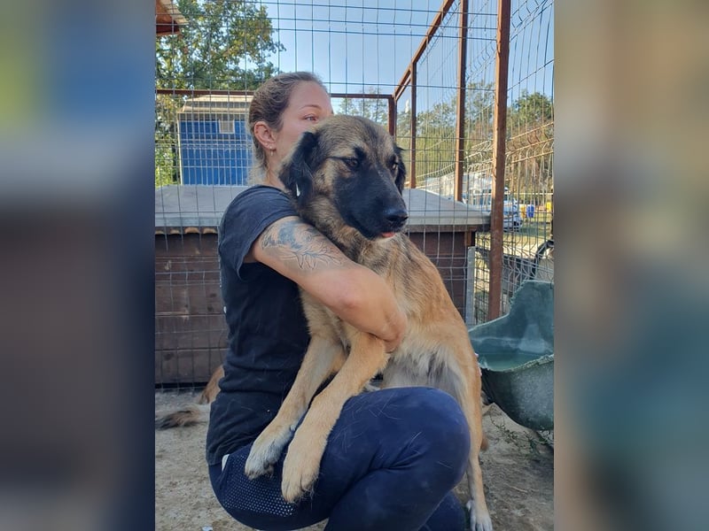 ♥KIKI♥ sanfte, ganz liebe, feinfühlige und nie aufdringliche Junghündin mit ganz weichem Fell 50 cm