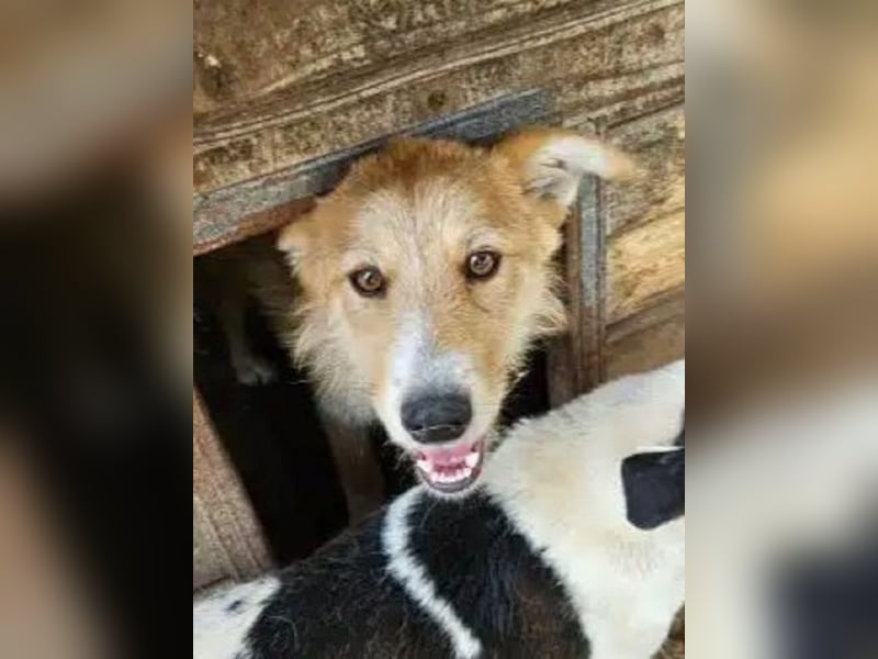 ♥SONJA♥ ab 15. Aug auf Pflegestelle bei Köln-niedliche, ganz freundliche und zutrauliche Hündin 50cm