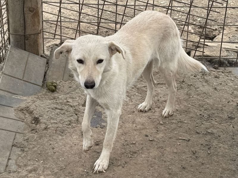 ♥ELLA♥ besonders hübsche, sanfte, noch vorsichtige Hündin 49 cm