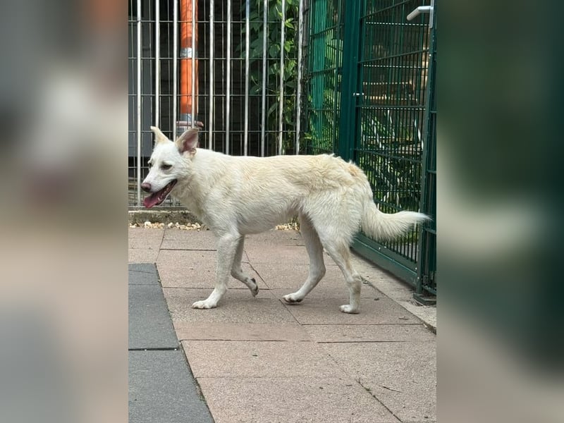 ♥BLANCO♥ auf Pflegestelle bei Köln - sportlicher, zarter, ganz lieber und sensibler Rüde 48cm