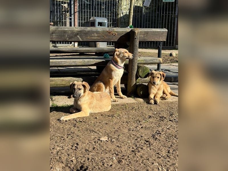 ♥DIDI♥ auf Pflegestelle bei Köln - bezaubernder, verspielter Welpenjunge 44cm - wird mittelgroß
