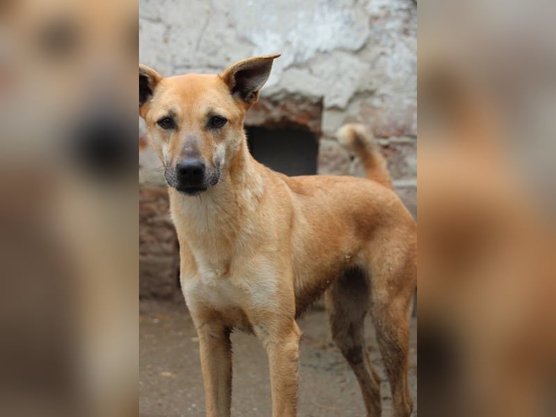 ⭐️PIRA⭐️, sanfte Hündin, 3,5 Jahre, 46 cm, Mischling, Tierschutz Rumänien