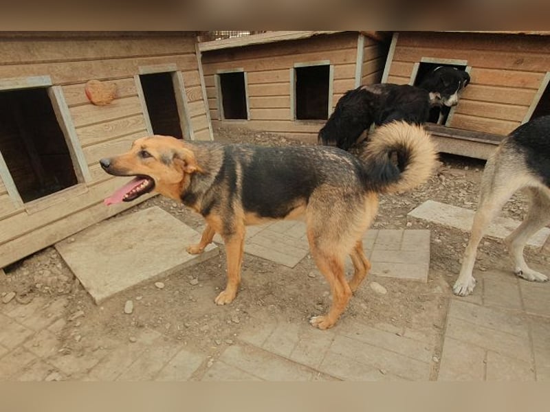 ♥MALAIKA♥ wunderschöne, fröhliche, aktive Hündin mit ganz viel Charme 50 cm