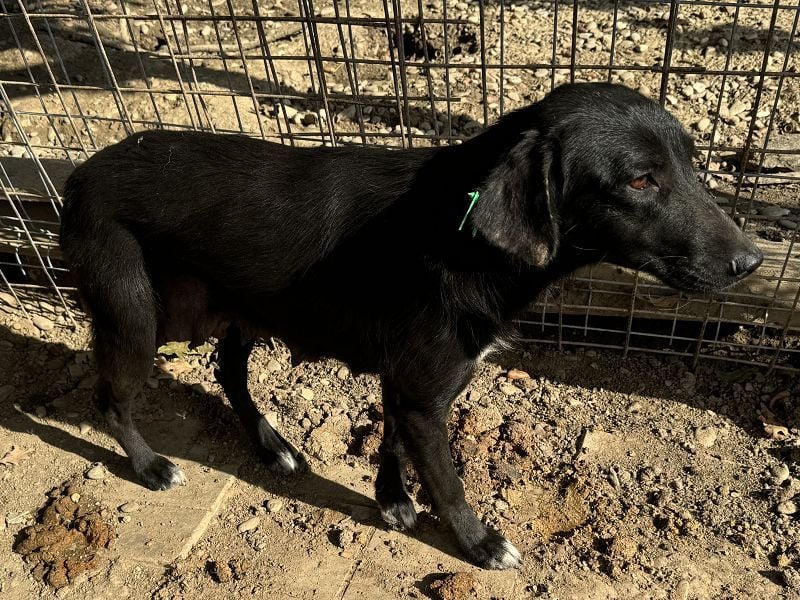 ♥ANICE♥ zarte, liebe, noch unsichere schwarze Schönheit 50 cm - ein trauriges Schicksal