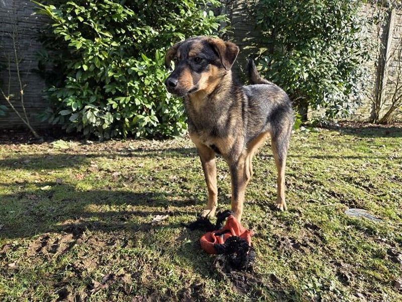 ♥FEE♥ auf Pflegestelle bei Köln - hübsche, ruhige, eher zurückhaltende, unkomplizierte Juniorin 49cm