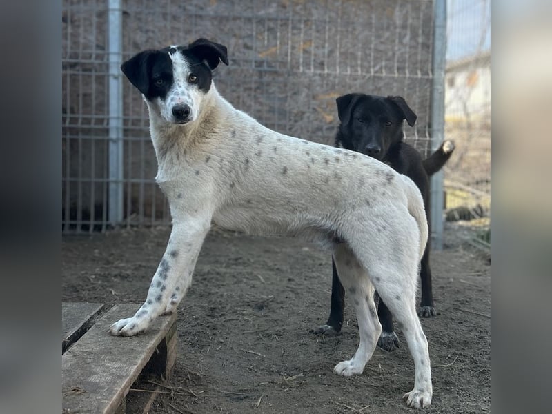 ⭐️SNOW⭐️, Herzensbrecher, Rüde, 1,5 Jahre, 50cm, Mischling, Tierschutz Rumänien