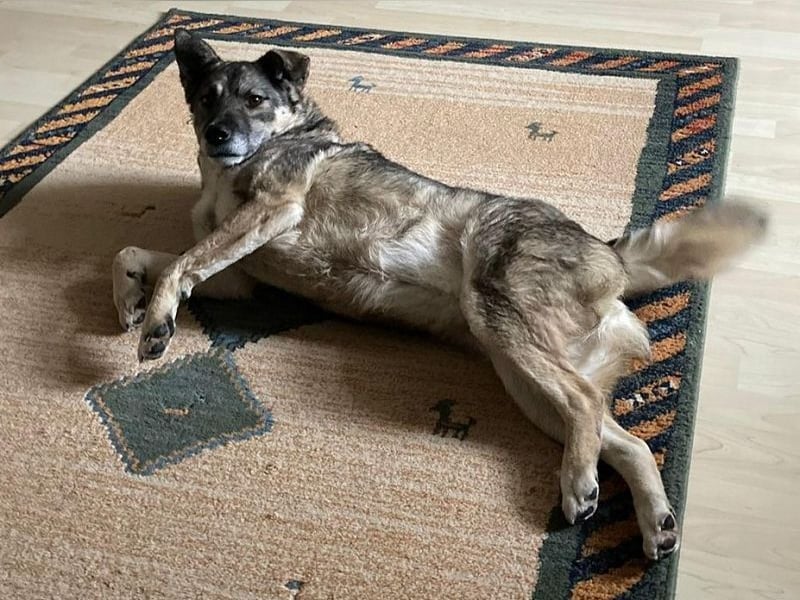 ♥LONKA♥ auf Pflegestelle in Köln - wunderschöne, verschmuste Hündin 42 cm