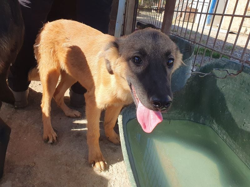 ♥PEBBELS♥ so menschenbezogene, verschmuste,verspielte Juniorin-ein echter Sonnenschein 40cm(wachsend