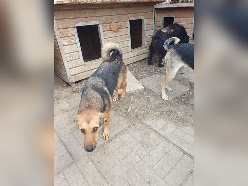 ♥MALAIKA♥ wunderschöne, fröhliche, aktive Hündin mit ganz viel Charme 50 cm