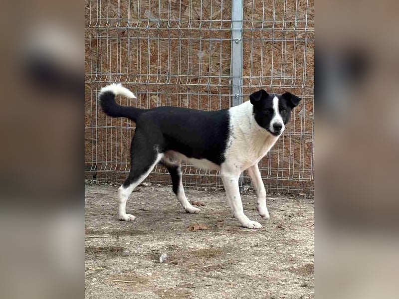 ⭐️PANDA⭐️, Rüde, 4,5 Jahre, 45 cm, Mischling, Tierschutz Rumänien
