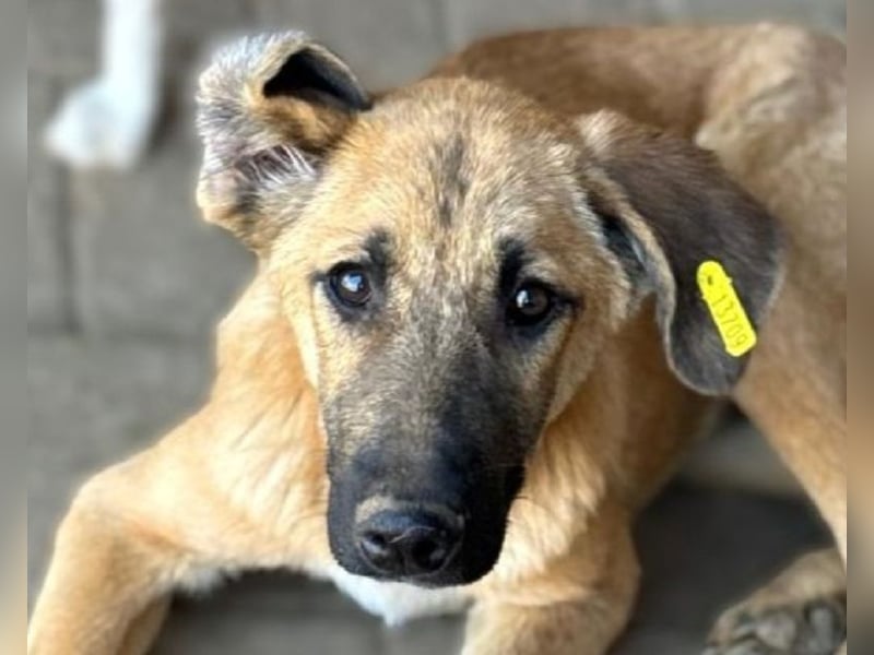 ♥ELVIS♥er bringt alles mit,was man sich wünschen kann: ruhig, sehr menschenbezogenen, liebevoll 48cm