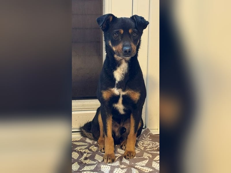 ♥OLIVER♥ auf Pflegestelle bei Köln - süßer, unkomplizierter Rüde - eine wahre Seele von Hund 42 cm