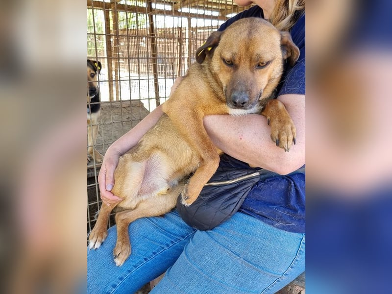 ♥PETER♥ süßer, so lieber Rüde,der neu im Tierheim gelandet ist und nicht weiß,wie ihm geschieht 46cm