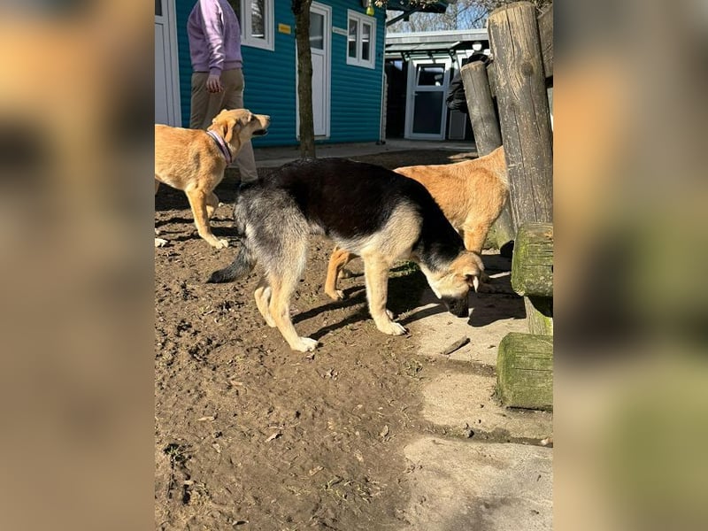 ♥DINA♥ auf Pflegestelle bei Köln-hübsches, liebes, verspieltes Welpenmädchen 42cm