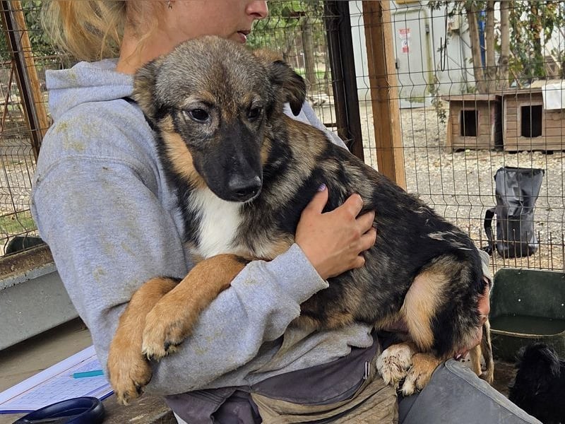 ♥CARINO♥ ganz süßer, lieber, nicht aufdringlicher und ruhiger Junior 48 cm