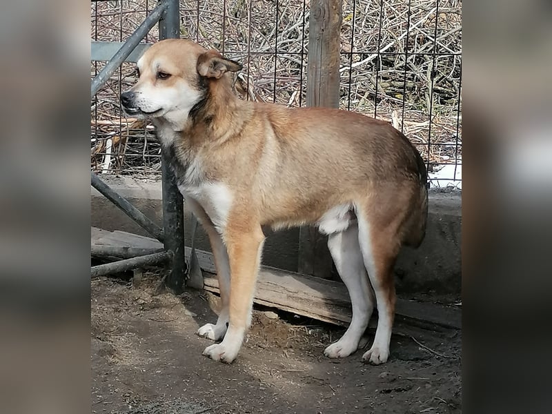 ⭐️KODA⭐️, vorsichtiger Rüde, 4,5 Jahre, 45 cm, Mischling, Tierschutz Rumänien