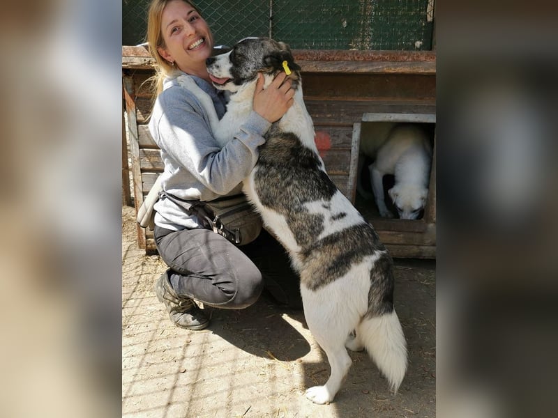 ♥SALLY♥ bildhübsche, ausgesprochene temperamentvolle und ganz menschenbezogene Hündin 46 cm