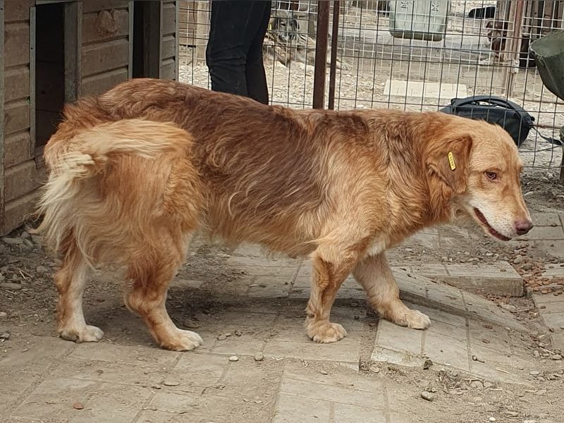 ♥CESAR♥ sehr menschenbezogener Rüde, der wie ein tiefergelegter Golden Retriever wirkt 45 cm