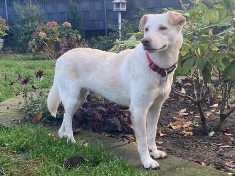 ♥MALEEN♥ auf Pflegestelle bei Duisburg - bildhübsche, süße, sanfte Hündin 47 cm