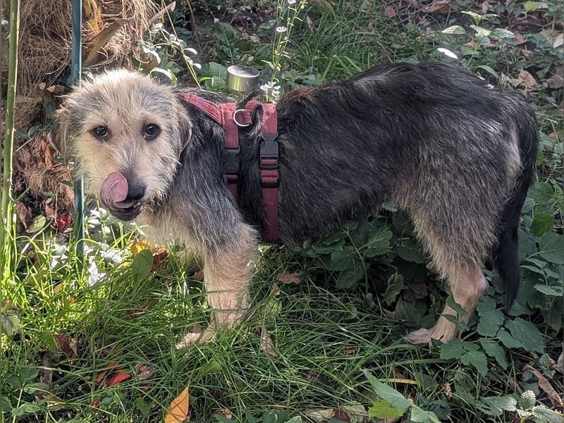 ♥COCO♥ auf Pflegestelle bei Köln - zuckersüße, ganz liebe kleinere Hündin - hat Epilepsie 43 cm