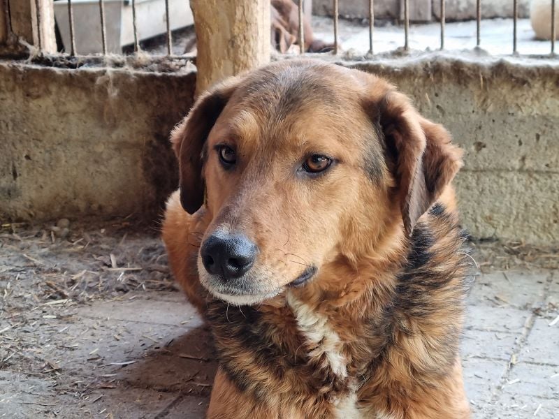 ♥YULANI♥ neu auf Pflegestelle bei Köln - zauberhaftes, echtes Herzensmädchen 50cm