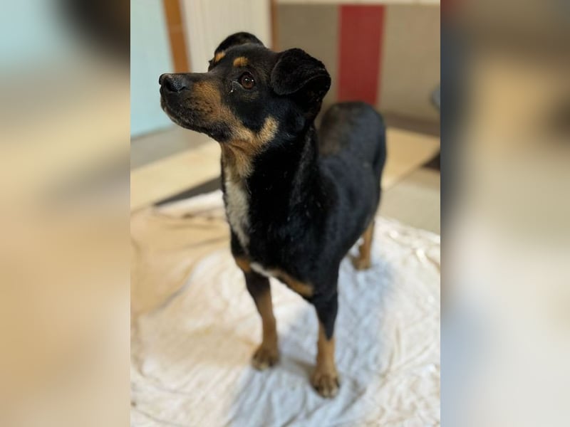 ♥OLIVER♥ auf Pflegestelle bei Köln - süßer, unkomplizierter Rüde - eine wahre Seele von Hund 42 cm