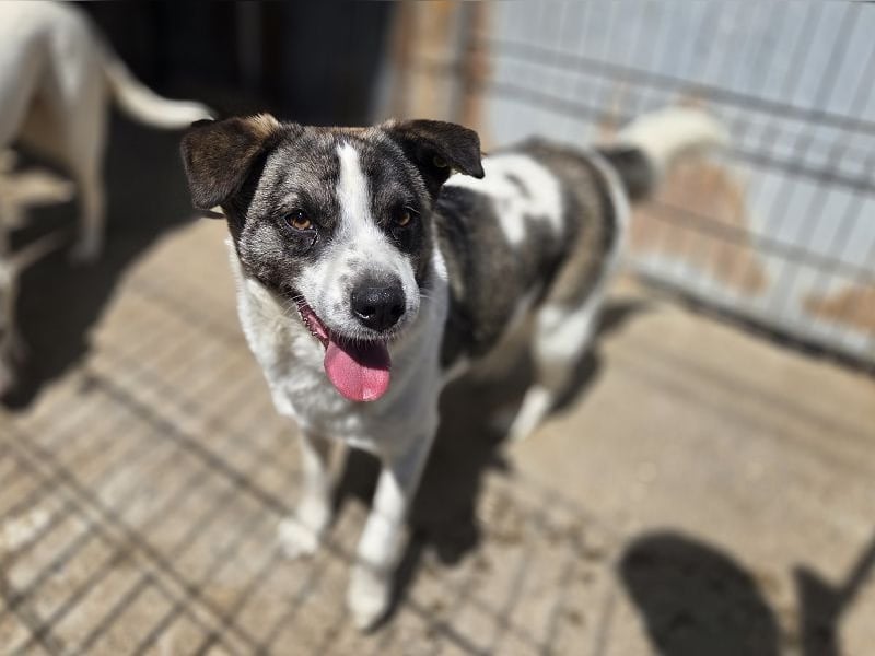 ♥SALLY♥ bildhübsche, ausgesprochene temperamentvolle und ganz menschenbezogene Hündin 46 cm
