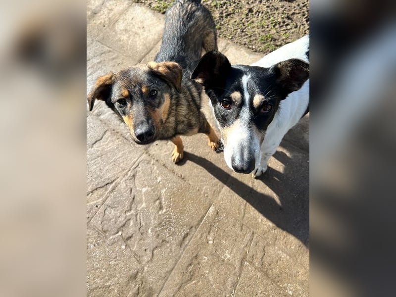 ♥FEE♥ auf Pflegestelle bei Köln - hübsche, ruhige, eher zurückhaltende, unkomplizierte Juniorin 49cm