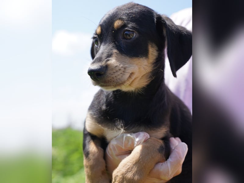 ⭐️Mila⭐️, zum Verlieben, Welpe, Hündin, 3 Monate, 25 cm (im Wachstum), Mischling, Tierschutz Rumänie