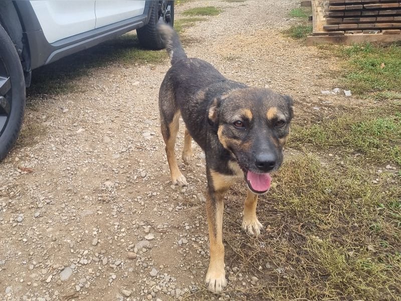 ♥CLIO♥ sehr menschenbezogene, ganz liebe und zutrauliche Schmusebacke 48 cm