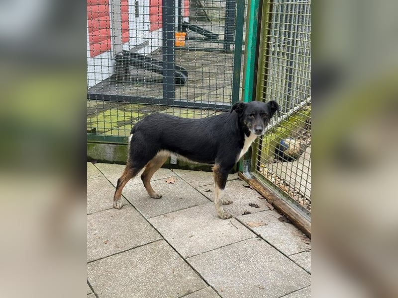 ♥MIMI♥ neu auf Pflegestelle bei Köln - sehr liebe, sanfte, ruhige und verschmuste Hündin 49 cm