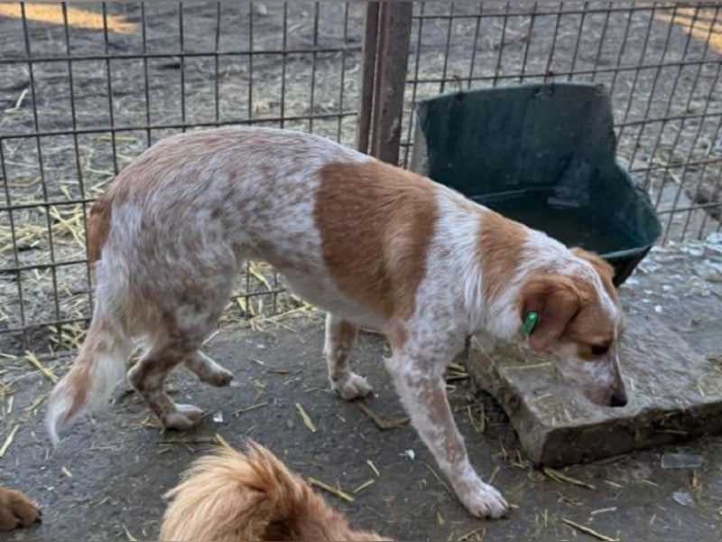 ♥LUZ♥ süße, noch zurückhaltende Junghündin mit wunderschöner Fellzeichnung 45 cm