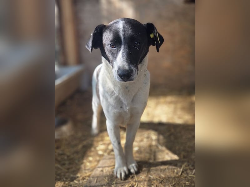 ♥AFRICA♥ zuckersüße, hübsche, noch unsichere Juniorin 42 cm