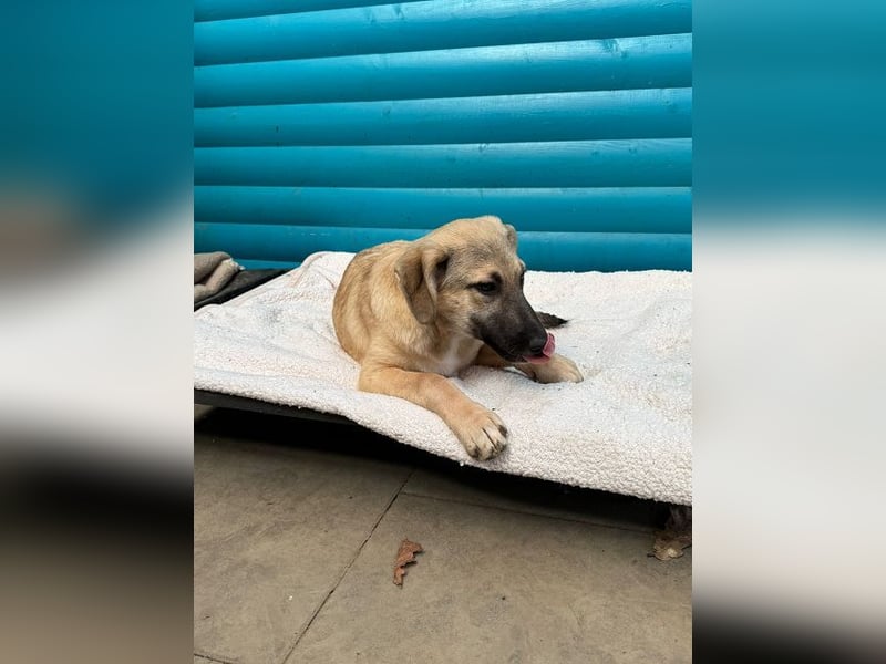 ♥DIDI♥ auf Pflegestelle bei Köln - bezaubernder, verspielter Welpenjunge 44cm - wird mittelgroß