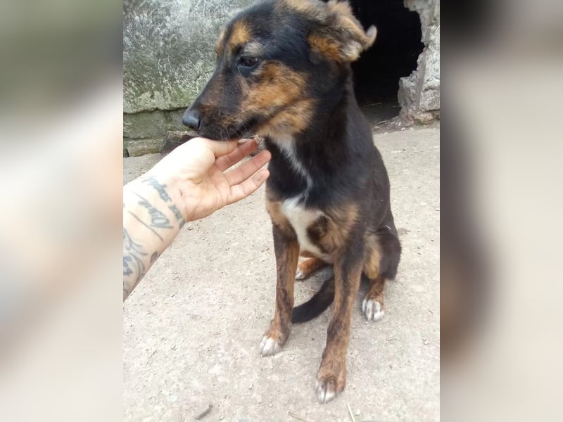 ⭐NARCISA⭐, sanfte Junghündin, 9 Monate, 42 cm, Mischling, Tierschutz Rumänien
