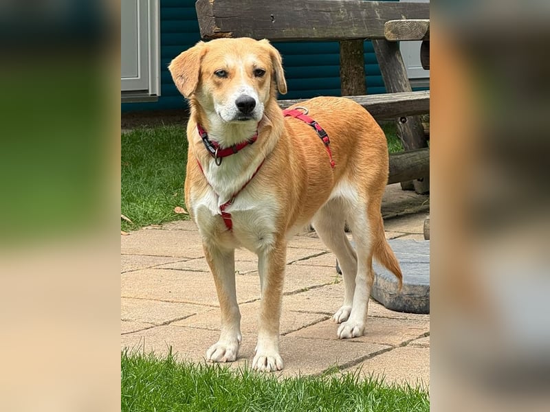 ♥ROMY♥ neu auf Pflegestelle bei Köln - wunderschöne, unglaublich verschmuste Traumhündin 50 cm