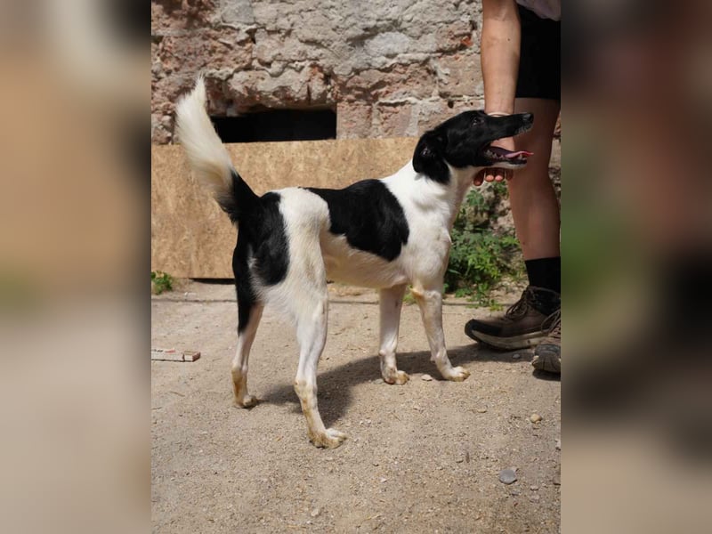 ⭐️SIIA⭐️, feinfühliges Mädchen, 10 Monate, 44 cm, Mischling, Tierschutz Rumänien