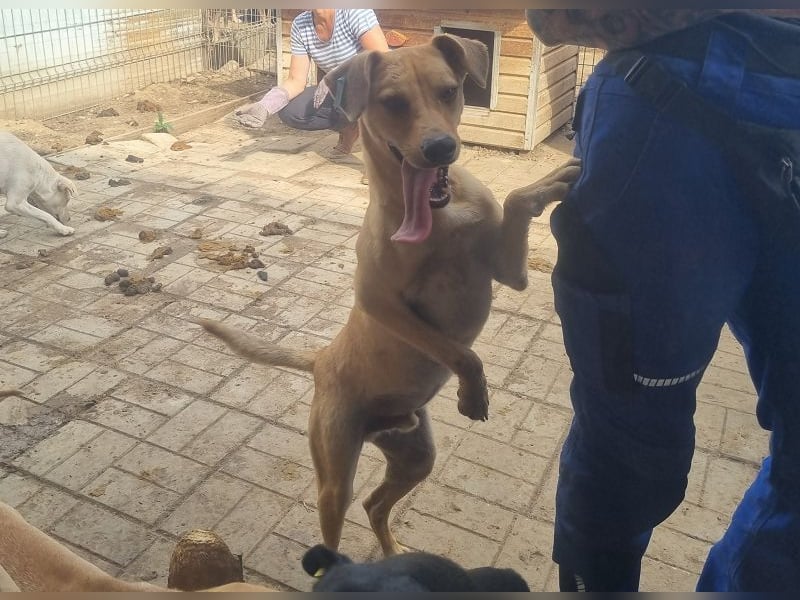 ♥FOXY♥ ganz lieber, fröhlicher, goldfarbener Blitz, der noch nie in Freiheit toben durfte 48 cm