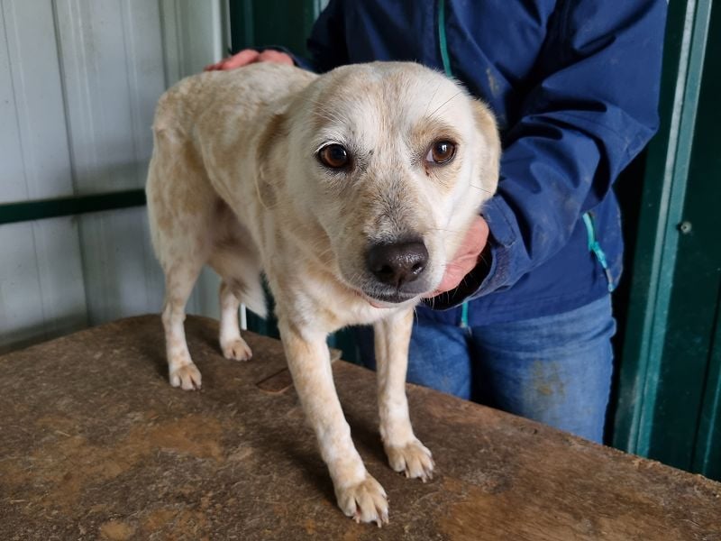 ♥PALOMA♥ ab 29. Mai auf Pflegestelle bei Köln-sanfte, ganz liebe, sensible, wunderschöne Hündin 44cm