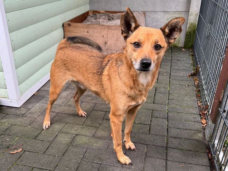 ♥AXEL♥ auf Pflegestelle bei Köln - verschmuster, sehr menschenbezogener Traumhund 48 cm