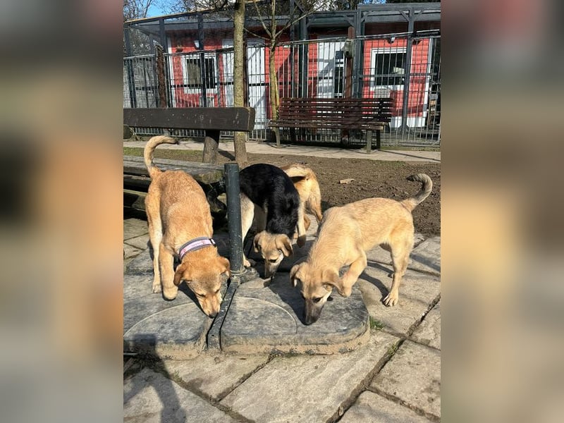 ♥DIDI♥ auf Pflegestelle bei Köln - bezaubernder, verspielter Welpenjunge 44cm - wird mittelgroß